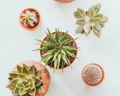 24253999_1232637293546789_49577778160336896_nfull